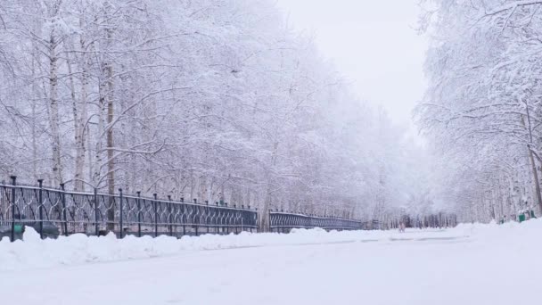 공원에 눈덮인 자작나무가서 식하는 겨울 풍경 — 비디오