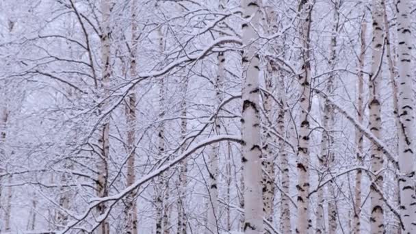Břízkový les s pokrytými sněhovými větvemi na slunci — Stock video