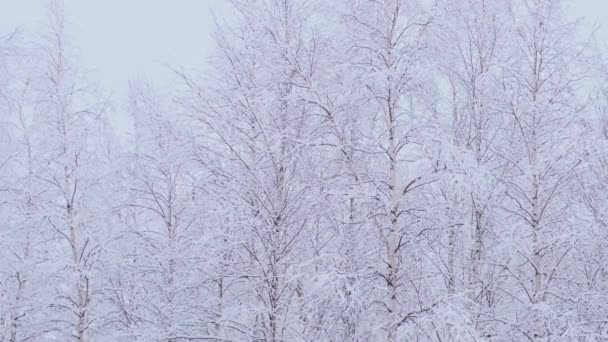 Березовый лес с покрытыми снежными ветвями на солнце — стоковое видео