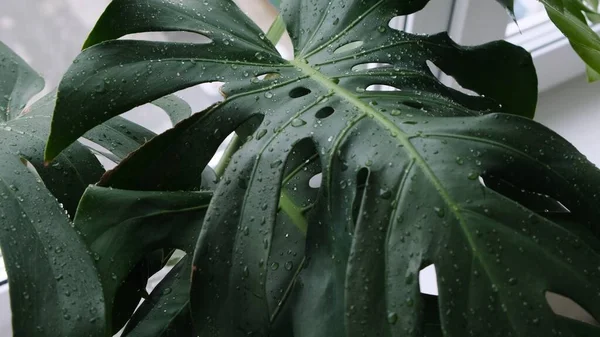 Trendy summer green tropical monstera — Stock Photo, Image