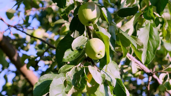 Güneş ışığında elma ağacı. Bir dalda elma yetişiyor. Seçici odak