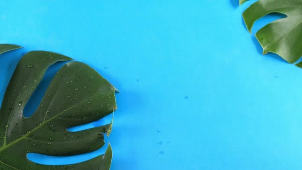 Tropikalny liść monstera na niebieskim tle. — Wideo stockowe