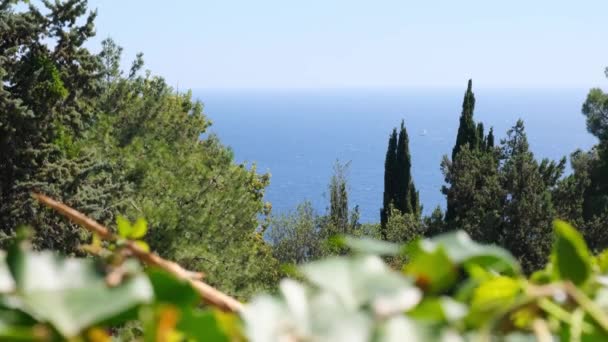 Chic view from the window of the green trees and blue sea on a sunny day — Stock Video