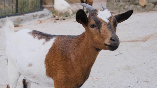 Взрослая рыжая коза с рогами на лугу на ферме. и вывел скот на ранчо и пастбище. — стоковое фото