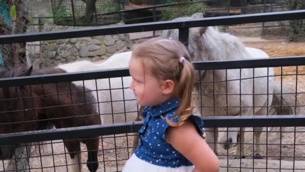 Κοριτσάκι και άσπρο πόνυ στο ζωολογικό κήπο. — Αρχείο Βίντεο