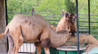 Hayvanat bahçesinde güneş ışığı altında ağılda duran iki hörgüçlü devenin yan görünüşü.
