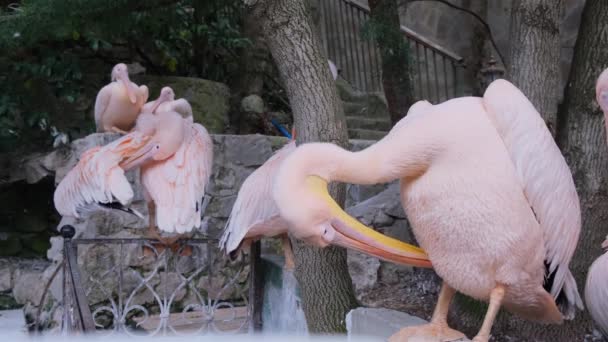 Famiglia di bellissimi pellicani rosa. Pelecanus rufescens — Video Stock