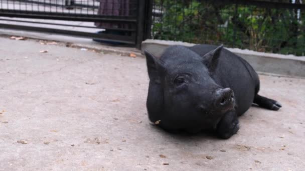 Svart gris med horn på ängen på gården. Uppfödning av boskap på ranch, betesmark. — Stockvideo