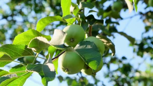 Güneş ışığında elma ağacı. Bir dalda elma yetişiyor. Seçici odak — Stok video