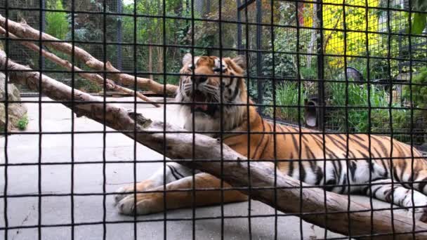 Όμορφη ριγέ άγρια τίγρη σε ένα κλουβί. — Αρχείο Βίντεο