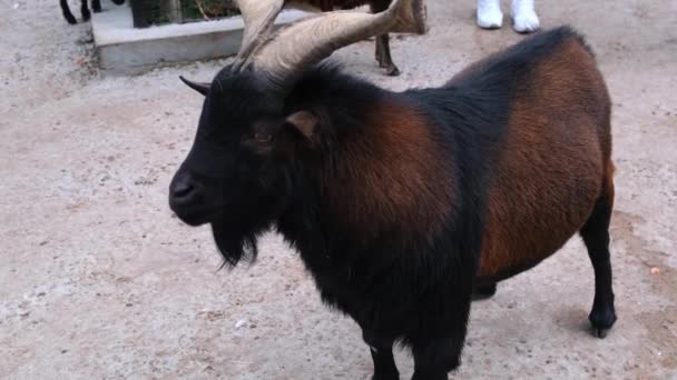 Zwarte geit. Portret van een geit op een boerderij. — Stockvideo