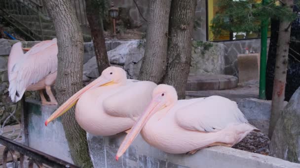 Familj av vackra rosa backade pelikaner. Pelecanus rufescens — Stockvideo