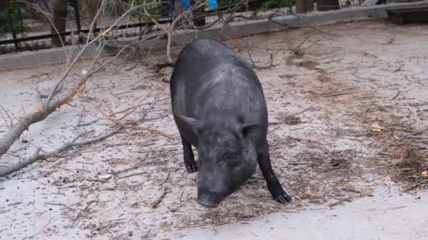 Czarna świnia z rogami na łące na farmie. Hodowla bydła na ranczu, pastwiska. — Wideo stockowe