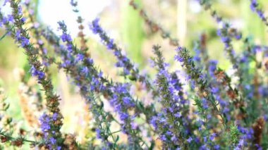 Mor lavanta çiçekleri tarlada.