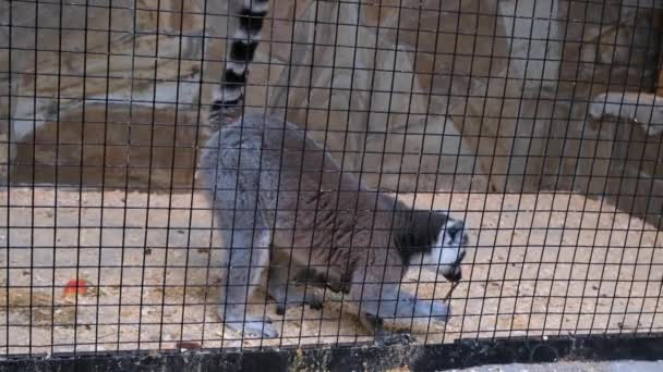 Ring tail Lemur catta sitting in zoo cage. Madagascar lemur sitting in cage from wild nature — Stock Video