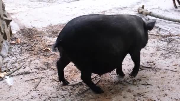 Fekete disznó szarvakkal a mezőn a farmon. Szarvasmarha tenyésztése farmon, legelőn. — Stock videók