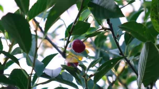 Ветви вишни с плодами рапса в летнем саду — стоковое видео