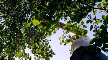 Dişi ağaçtan meyve topluyor. Saskatoon böğürtlenlerinin meyveli çalıları.