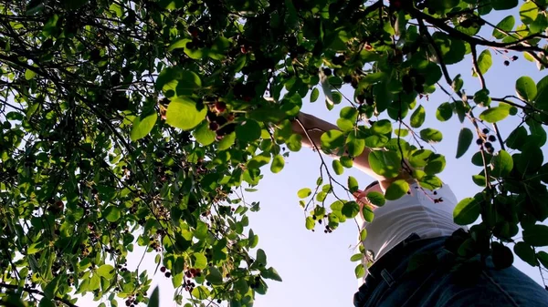 Dişi ağaçtan meyve topluyor. Saskatoon böğürtlenlerinin meyveli çalıları.