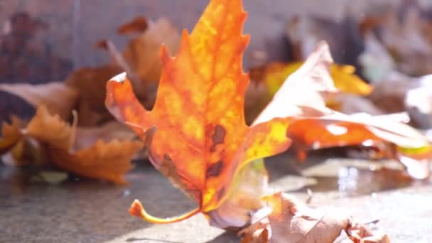 Kolorowe sezonowe liście klonu jesiennego, jasny dywan spadających liści latają od wiatru — Wideo stockowe
