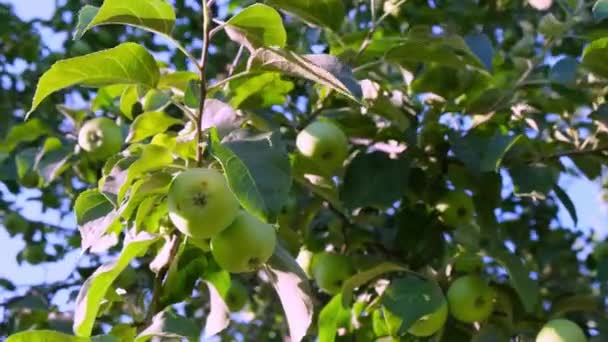 Свежие натуральные яблоки на ветке дерева при солнечном свете. селективный фокус — стоковое видео