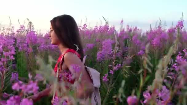 Uitzicht terug van jonge brunette vrouw loopt langs roze veld tussen bloemen van wilg thee, ze raakt bloemen bloeiende sally.Girl in hoge stengels van vuurwier op heldere zonnige avond bij zonsondergang. — Stockvideo