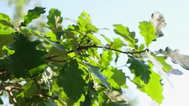 Frondoso follaje de roble verde a la luz del sol. — Vídeos de Stock