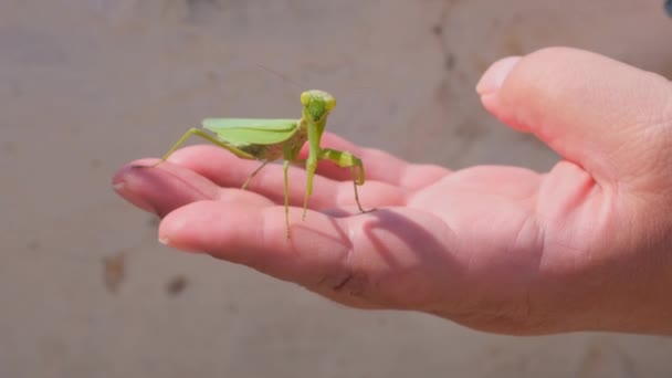 Uomo in possesso di una Mantide orante. — Video Stock