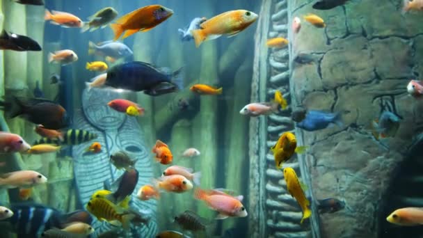 Tropical colorful fish on a coral reef. — Stock Video