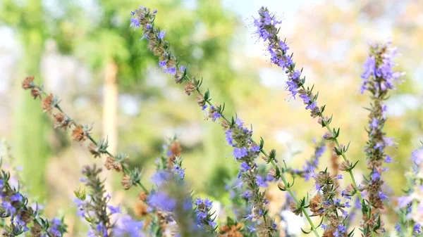 畑に紫色のラベンダーの花. — ストック写真