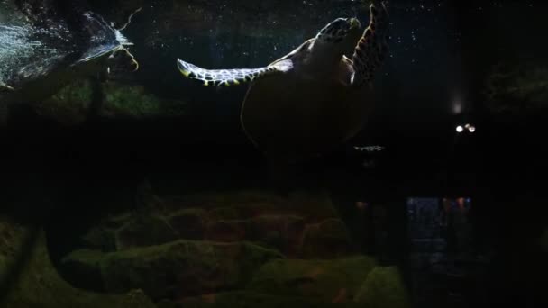 Zöld-tengeri teknős a városban Oceanarium. — Stock videók