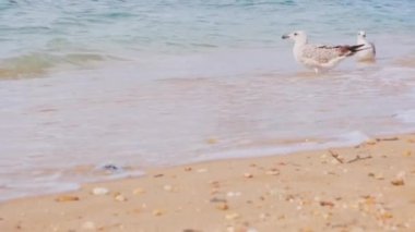 Martılar mavi denizin kıyısında oturur..