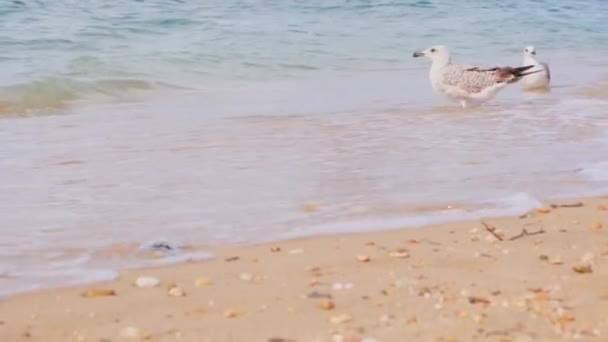 Las gaviotas se sientan en la orilla del mar azul. — Vídeo de stock