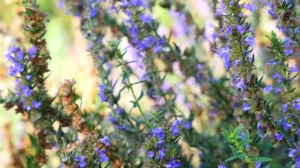 Purple lavender flowers on the field. — Stock Video