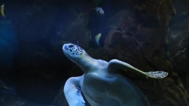 Grüne Meeresschildkröte in der Stadt Oceanarium. — Stockvideo