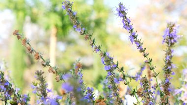 Mor lavanta çiçekleri tarlada.