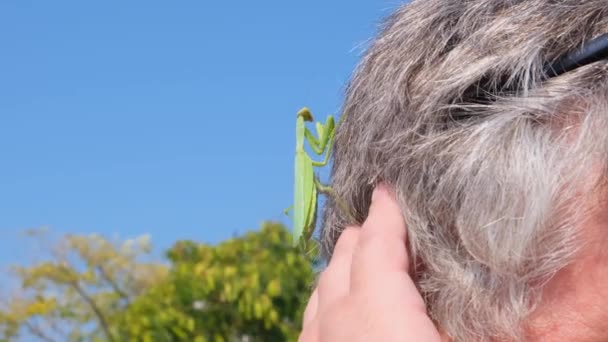 Mantide sulla testa di un uomo. fauna selvatica — Video Stock