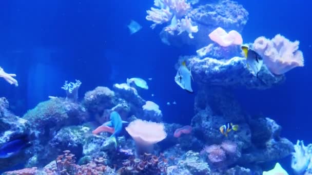 Tropikalne kolorowe ryby na rafie koralowej. — Wideo stockowe