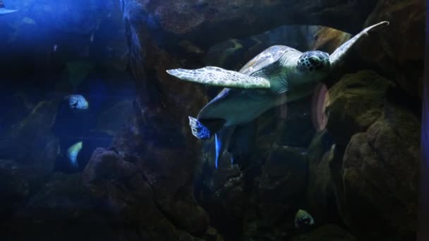 Groene zeeschildpad in de stad Oceanarium. — Stockvideo
