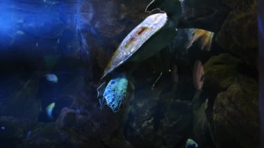 Oceanarium 'daki Yeşil Deniz Kaplumbağası.