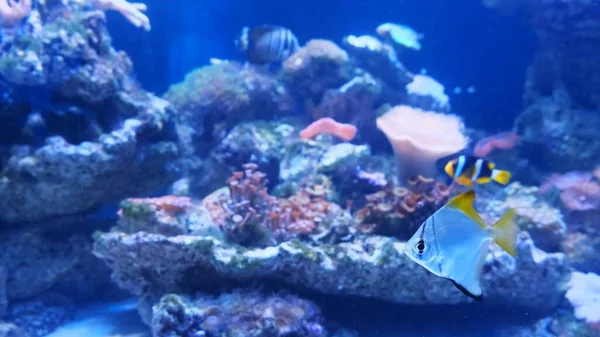 Peces tropicales coloridos en un arrecife de coral. —  Fotos de Stock