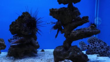 Akvaryumdaki deniz kestanesi ya da deniz kirpileri.