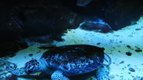 Grüne Meeresschildkröte in der Stadt Oceanarium. — Stockvideo