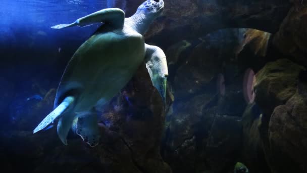 Grüne Meeresschildkröte in der Stadt Oceanarium. — Stockvideo