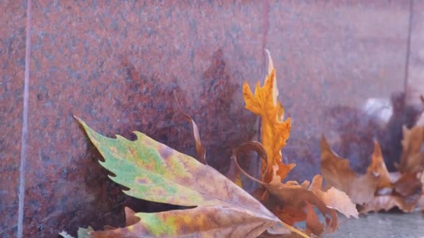 カラフルな季節の紅葉、風から落ち葉の明るいカーペットが飛ぶ — ストック動画