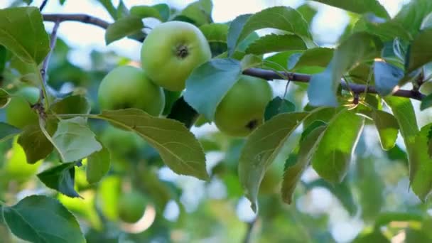 Pommes naturelles fraîches sur une branche d'arbre à la lumière du soleil. focus sélectif — Video