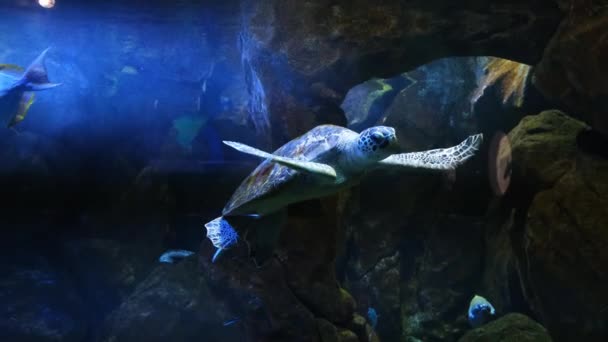 Grüne Meeresschildkröte in der Stadt Oceanarium. — Stockvideo