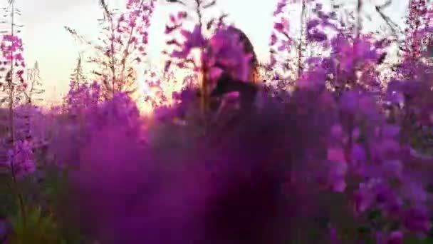 Vista posterior de la joven morena camina a lo largo del campo de color rosa entre los floretes de té de sauce, toca las flores que florecen sally.Girl en tallos altos de leña en la noche soleada brillante al atardecer. — Vídeo de stock