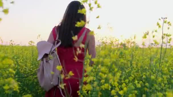 Belle promenade féminine dans un champ de colza ou de colza d'une ferme au coucher du soleil — Video
