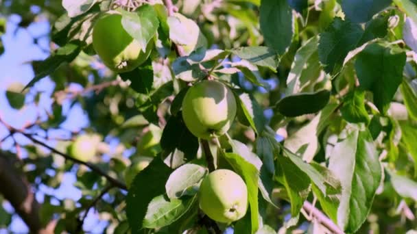 Čerstvá přírodní jablka na větvi stromu ve slunečním světle. selektivní zaměření — Stock video